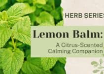 Lemon Balm: A Citrus-Scented Calming Companion