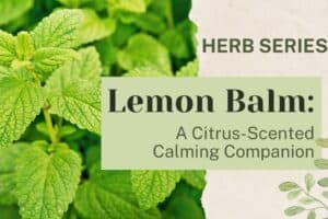 Lemon Balm: A Citrus-Scented Calming Companion