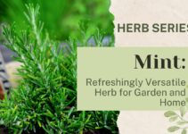 Mint: Refreshingly Versatile Herb for Garden and Home