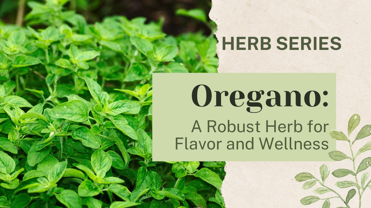Oregano: A Robust Herb for Flavor and Wellness