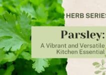 Parsley: A Vibrant and Versatile Kitchen Essential