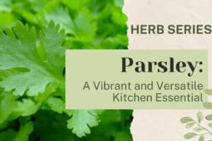 Parsley: A Vibrant and Versatile Kitchen Essential