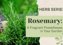 Rosemary: A Definitive Garden Superstar for Superb Flavor and Wellness