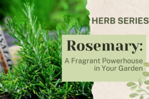 Rosemary: A Definitive Garden Superstar for Superb Flavor and Wellness