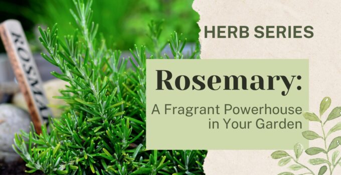 rosemary