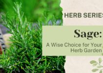 Sage: A Wise Choice for an Astounding Herb Garden