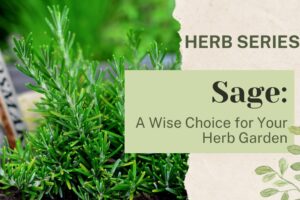Sage: A Wise Choice for an Astounding Herb Garden