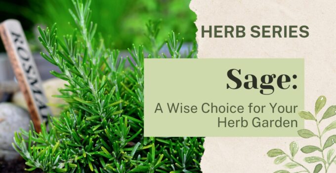 sage