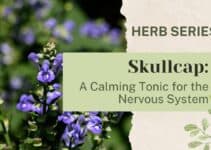 Skullcap: A Calming Tonic for the Nervous System