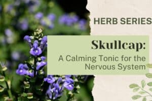 Skullcap: A Calming Tonic for the Nervous System