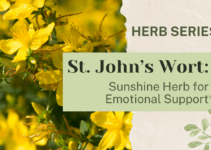 St Johns Wort: Sunshine Herb for Emotional Support
