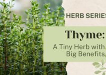 Thyme: A Tiny Herb with Big Benefits