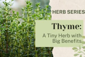 Thyme: A Tiny Herb with Big Benefits