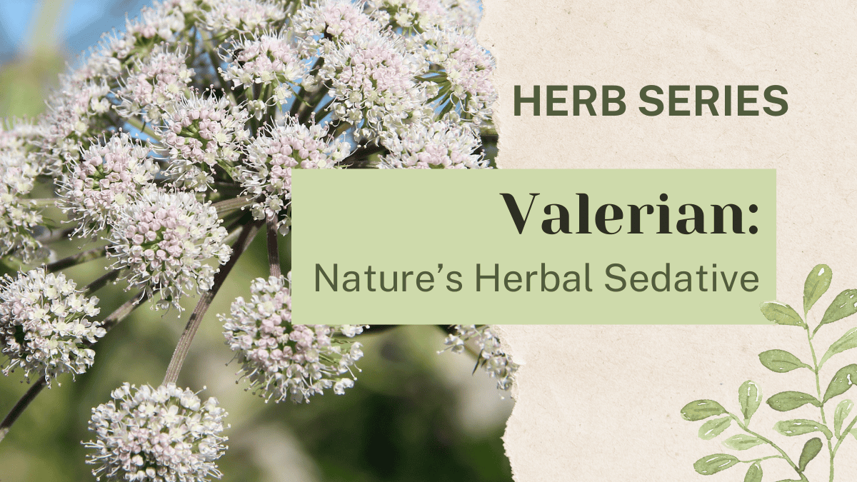 Volperien Valerian: Nature’s Herbal Sedative - Two Oaks Farm Talk - Downhome ...