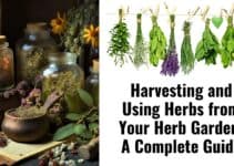 Harvesting and Using Herbs from Your Herb Garden: A Complete Guide