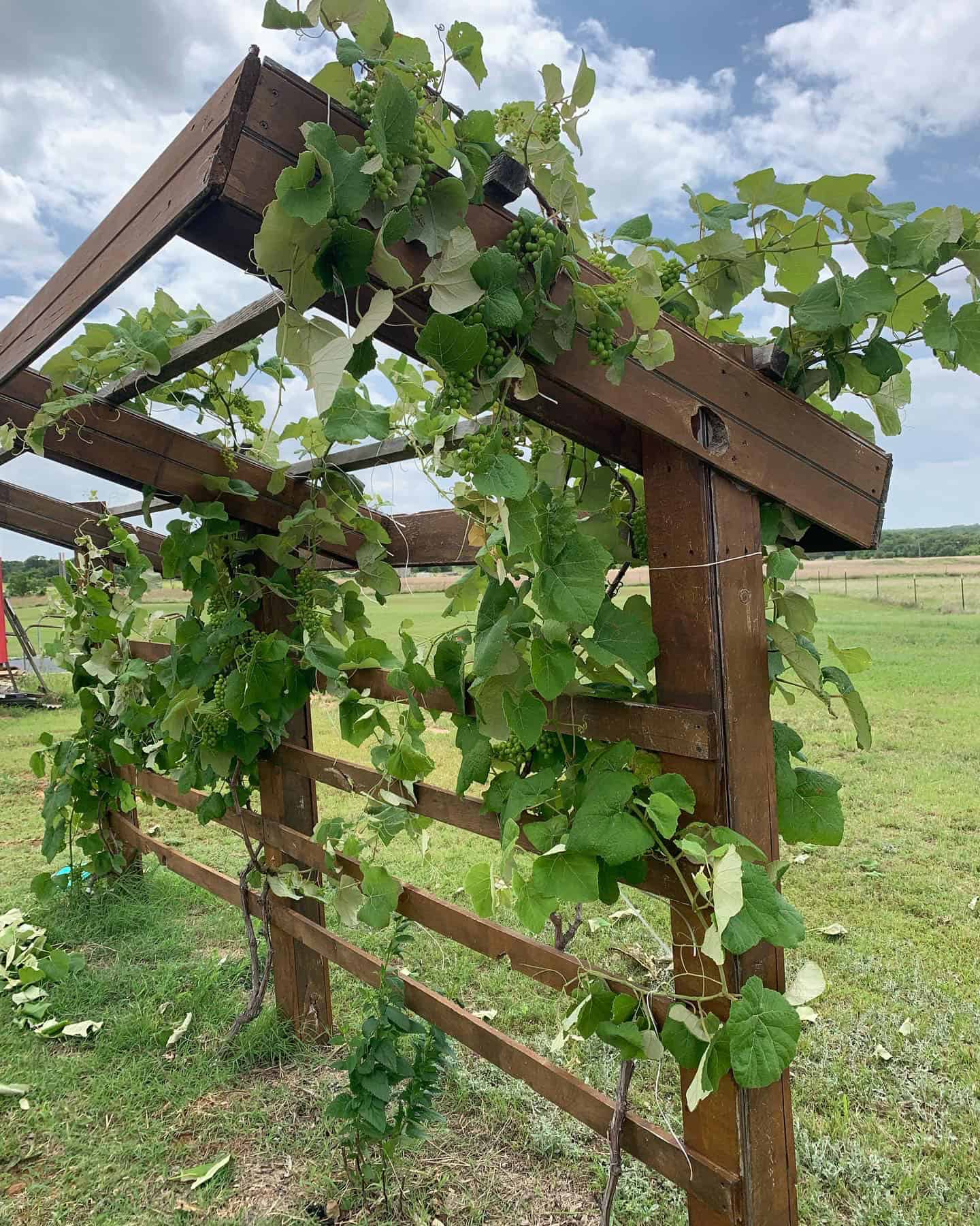 Grape arbor during pruning