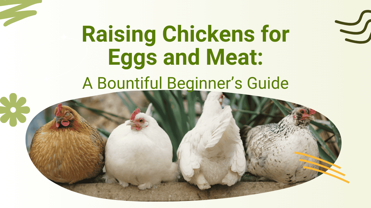 Raising Chickens for Eggs and Meat: A Bountiful Beginner’s Guide - Two ...
